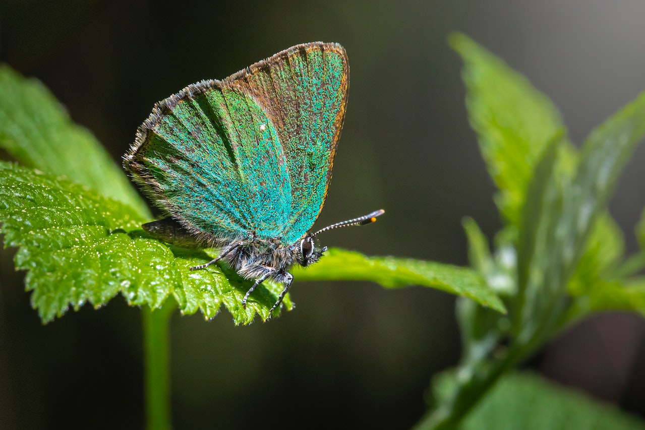 Species of Butterflies found in Costa Rica